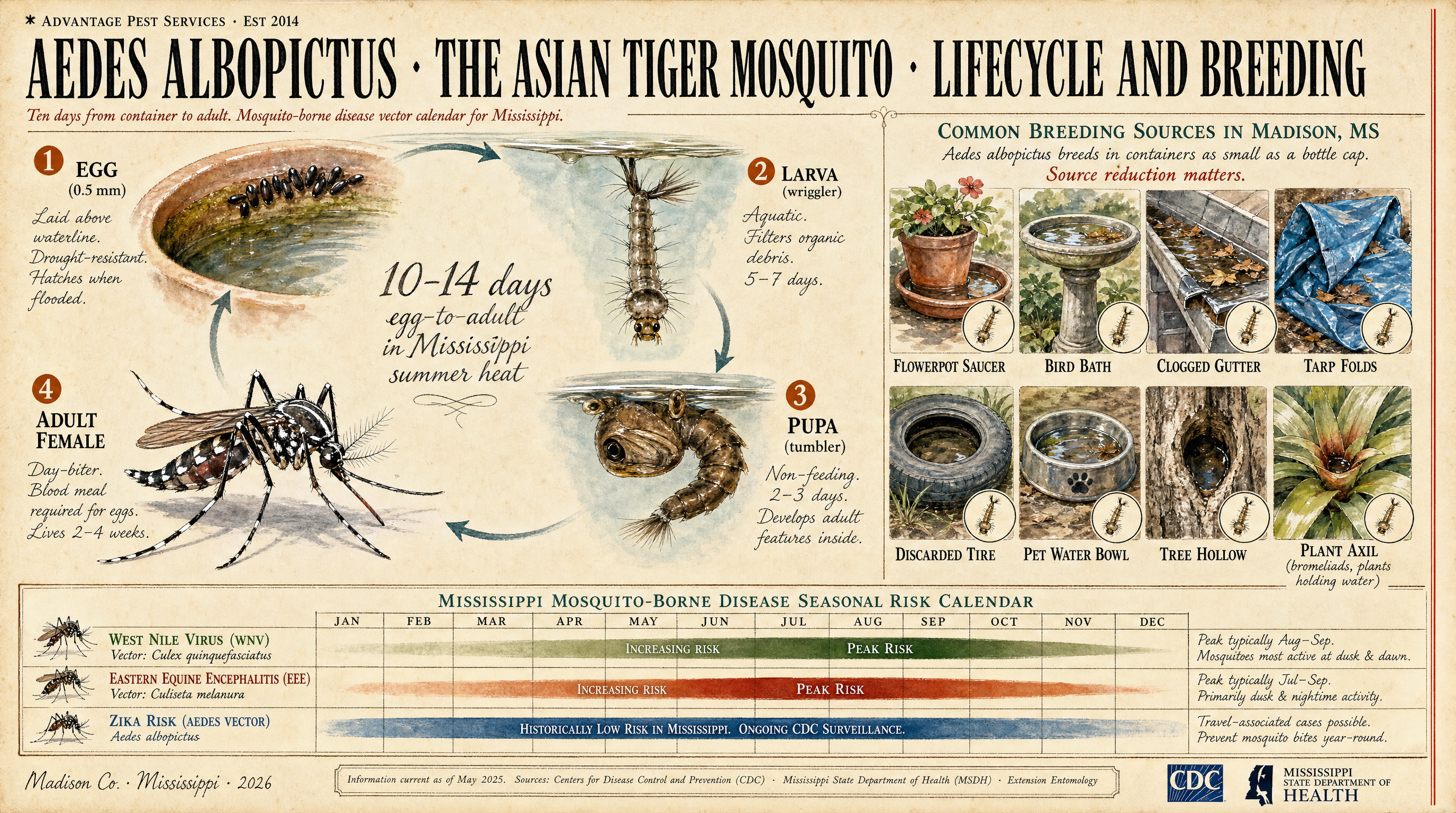 National Geographic style diagram of the Asian tiger mosquito lifecycle showing egg, larva, pupa, and adult stages with typical breeding sources and Mississippi disease vector seasonal calendar
