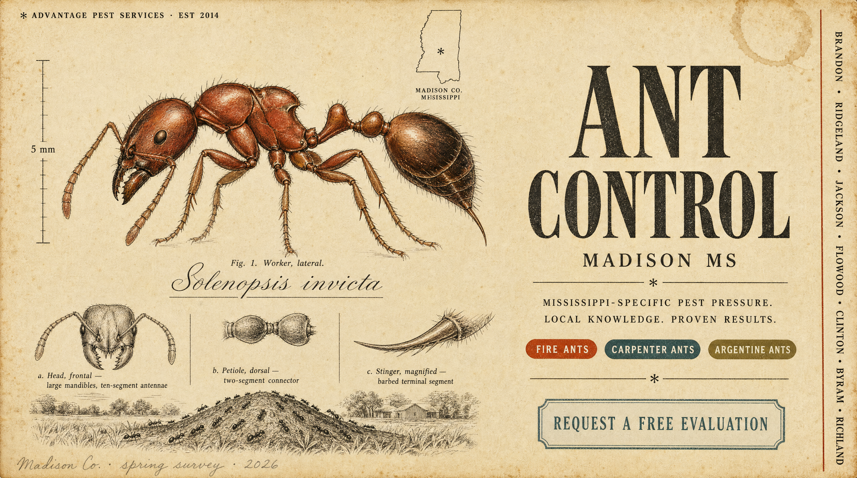 Field-guide plate of the red imported fire ant (Solenopsis invicta) for Advantage Pest Services, Madison MS