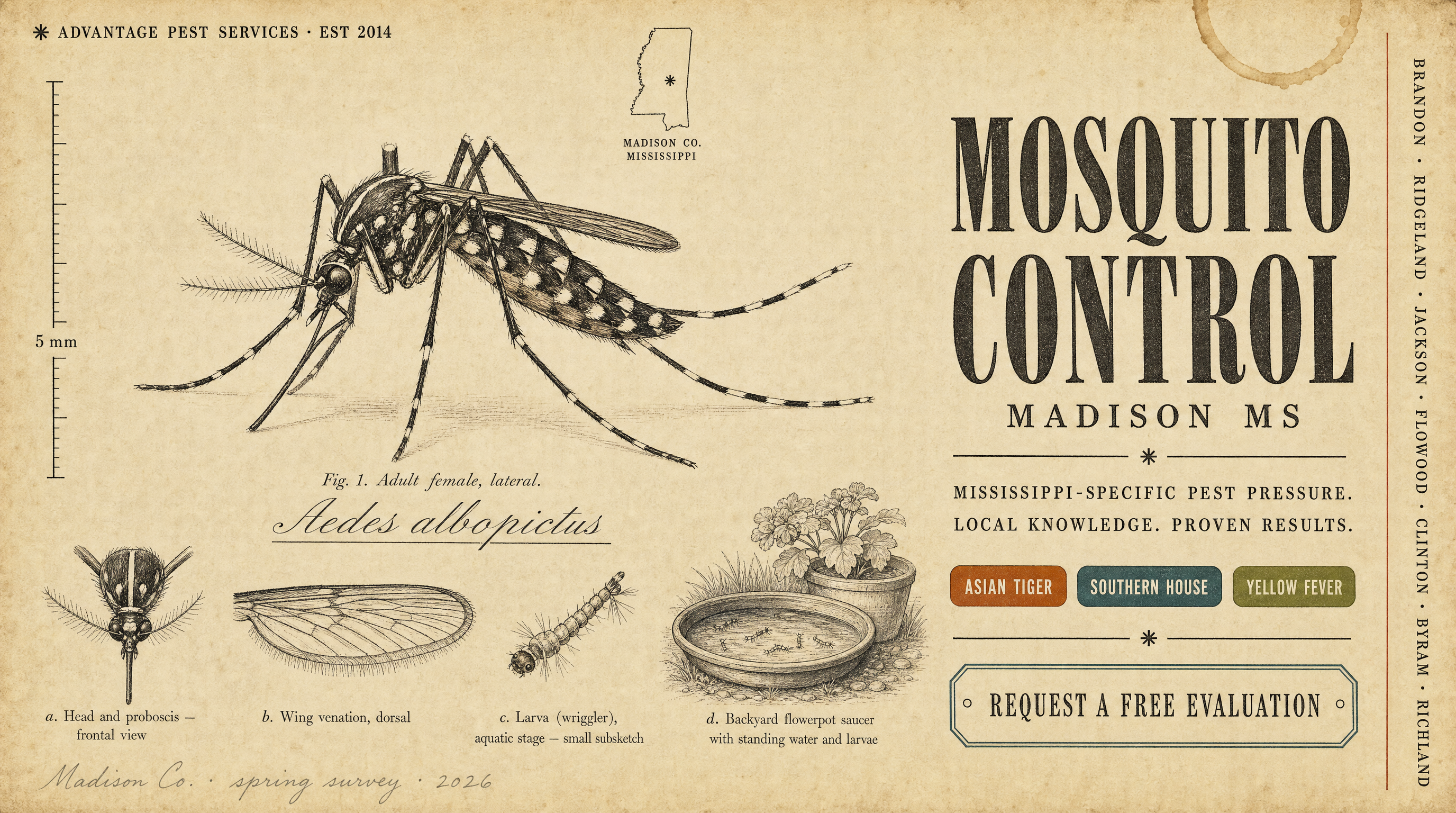 Field-guide plate of the Asian tiger mosquito (Aedes albopictus) for Advantage Pest Services, Madison MS