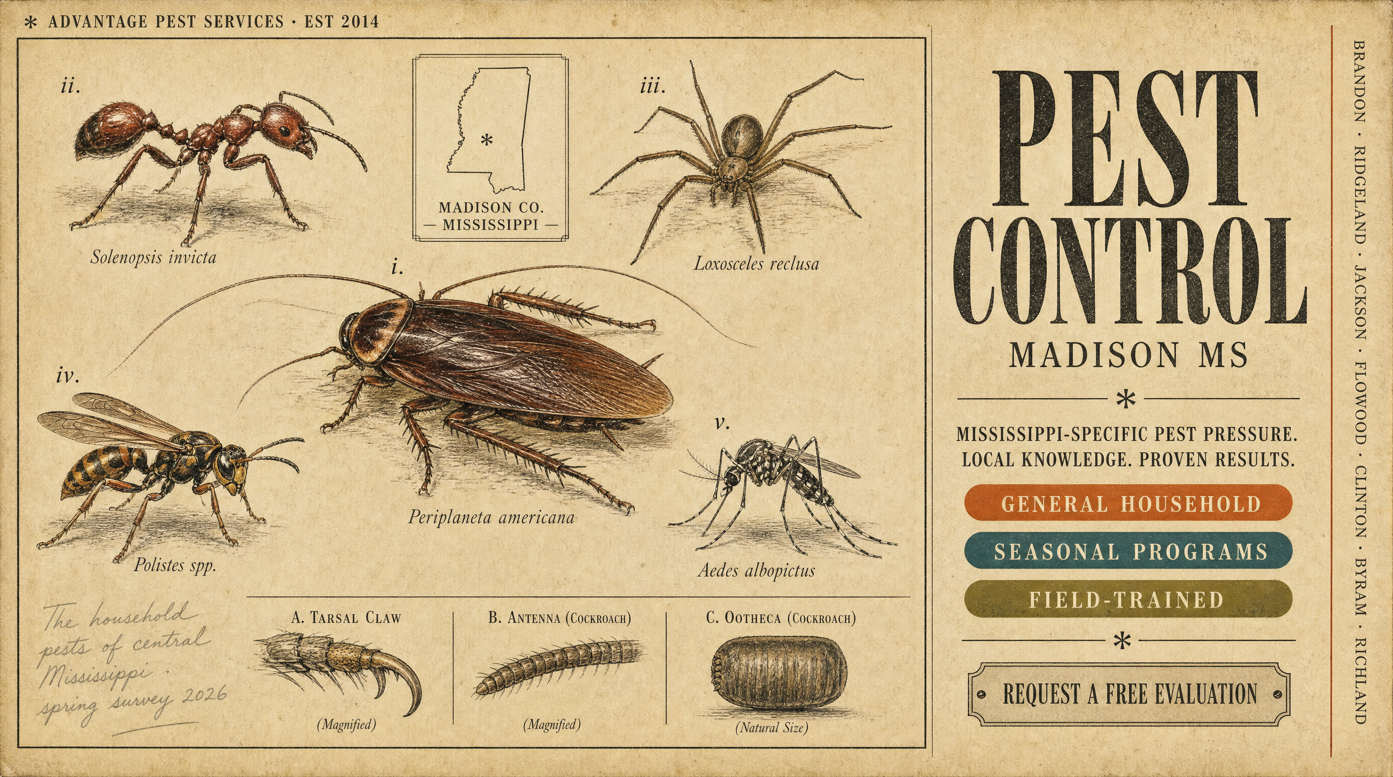 Field-guide plate of the household pests of central Mississippi for Advantage Pest Services, Madison MS