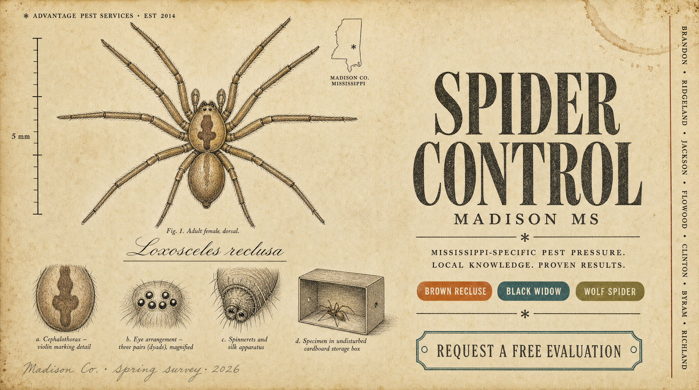 Field-guide plate of the brown recluse spider (Loxosceles reclusa) for Advantage Pest Services, Madison MS