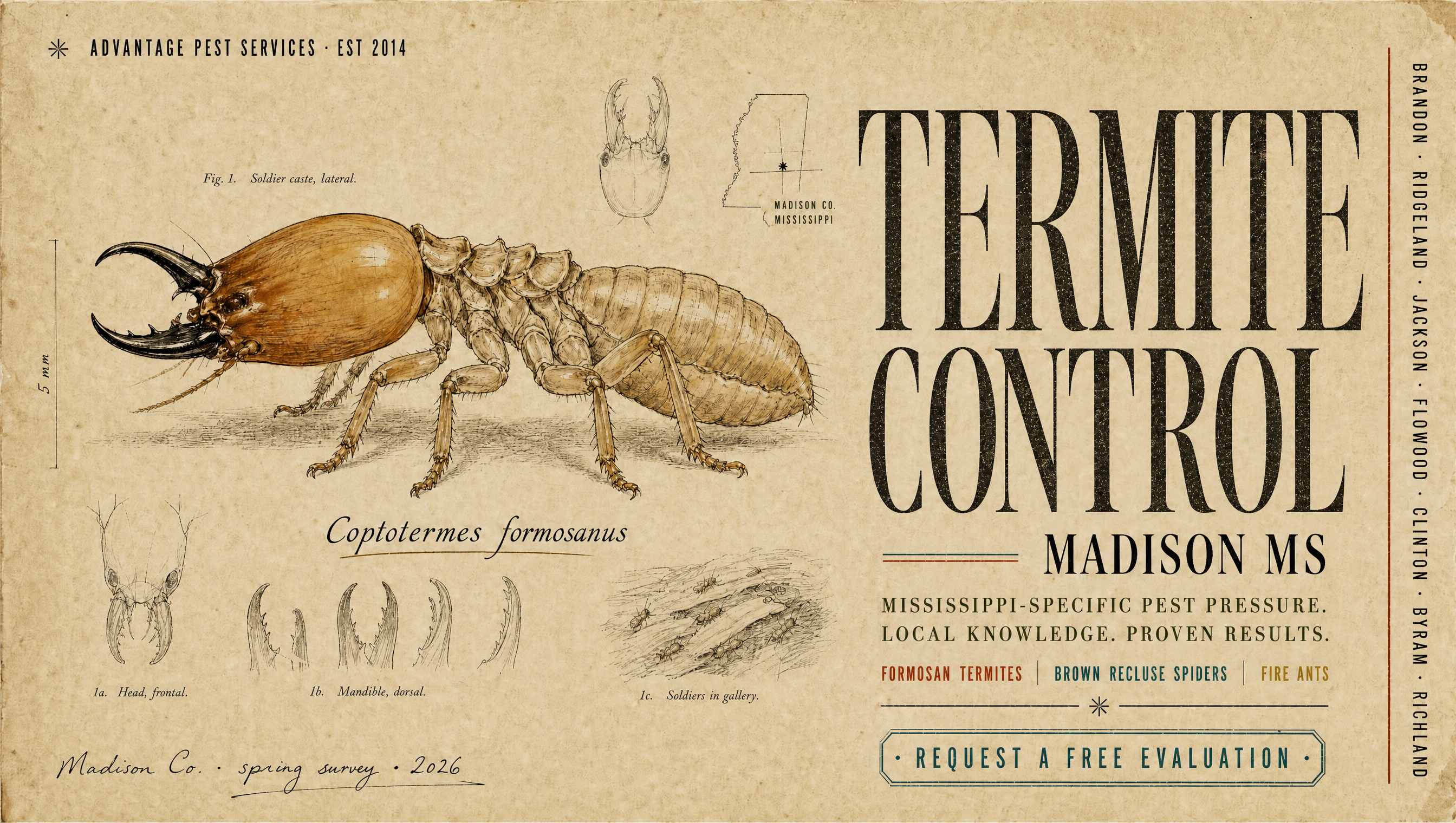 Field-guide plate of the Formosan subterranean termite (Coptotermes formosanus) for Advantage Pest Services, Madison MS